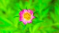 Beautiful pink cosmos flowers or cosmos bipinnatus on blurred background.