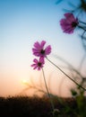 Beautiful pink cosmos flowers blooming in the garden with nature soft blur field of yellow grass background on sunrise Royalty Free Stock Photo
