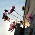 Beautiful pink cosmos flowers on the blurred background of house wall. Royalty Free Stock Photo