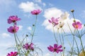 Beautiful pink cosmos flowers with blurred blue sky background. Royalty Free Stock Photo