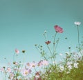 Beautiful Pink Cosmos flowers or daisy under sunlight Royalty Free Stock Photo