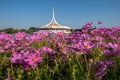 Beautiful pink cosmos flowers in the garden Bangkok Thailand