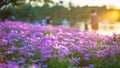 Pink cosmos flowers in the evening Royalty Free Stock Photo