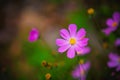 Beautiful pink cosmos flowers in the morning time with warm color background Royalty Free Stock Photo