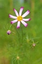 Beautiful pink cosmos flowers Royalty Free Stock Photo