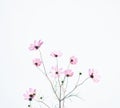 Beautiful Pink Cosmos flowers. Spring background of blooming daisy flowers.