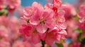 Beautiful pink crabapple blossoms in full bloom, macro photography,beautiful spring time theme Royalty Free Stock Photo