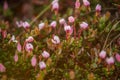 A beautiful pink cranberry flowers in a natural habitat of swamp. Spring scenery of wetlands