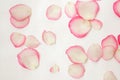 Beautiful, pink and cream rose petals