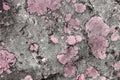 Pink creative vintage lichen on stone texture - cute abstract photo background