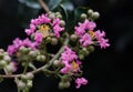Beautiful pink Crepe Myrtle flower tree Royalty Free Stock Photo