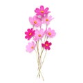 Beautiful pink cute flowers isolated on a white