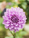 Beautiful pink dahlia with closed petals. Macro image