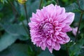 Beautiful pink dahlia Cotton candy flower blossoming in summer garden Royalty Free Stock Photo