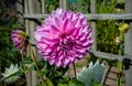 Beautiful pink dahlia Cotton candy flower blossoming in summer garden Royalty Free Stock Photo