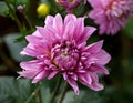 Beautiful pink dahlia Cotton candy flower blossoming in summer garden Royalty Free Stock Photo