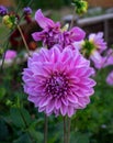 Beautiful pink dahlia Cotton candy flower blossoming in summer garden Royalty Free Stock Photo