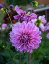 Beautiful pink dahlia Cotton candy flower blossoming in summer garden Royalty Free Stock Photo