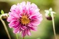Beautiful pink dahlia flower in a garden. Macro view of pink dahlia flower Royalty Free Stock Photo