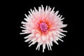 Beautiful pink dahlia flower isolated Royalty Free Stock Photo