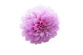 Beautiful pink dahlia flower isolated on white background. Royalty Free Stock Photo