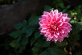 Beautiful pink dahlia flower in summer garden. Dark background