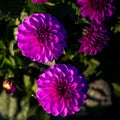 Pink dahlia plant flowering with lots of blooms in last evening sun at evening in summer garden.. Dark background