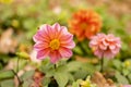 Beautiful pink dahlia flowers close-up Royalty Free Stock Photo