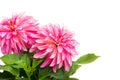 Beautiful pink dahlia isolated on a white background Royalty Free Stock Photo