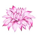 Beautiful pink dahlia isolated on white background. for greeting cards and invitations of the wedding, birthday, Valentine`s Day, Royalty Free Stock Photo