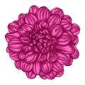 Beautiful pink dahlia isolated on white background.