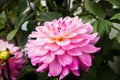 Beautiful pink dahlia Karma Prospero flower in summer garden