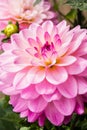 Beautiful pink dahlia Karma Prospero flower in summer garden