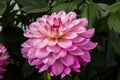 Beautiful pink dahlia Karma Prospero flower in summer garden