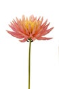 Beautiful pink dahlia Park Princess flower isolated on white background Royalty Free Stock Photo