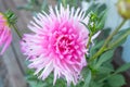 Beautiful pink dahlia Park Princess flower in summer garden
