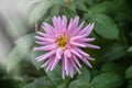 A beautiful pink dahlia, pinnata flower Royalty Free Stock Photo