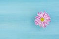 Beautiful pink daisy flower on the blue wooden background. Royalty Free Stock Photo