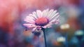 Beautiful pink daisy flower in the garden, soft focus Royalty Free Stock Photo