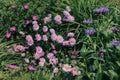 Beautiful pink daisy flowers and blue cornflowers on a summer meadow Royalty Free Stock Photo