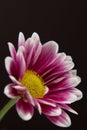 Beautiful Pink Daisy