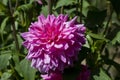 A beautiful pink Dalia flower in the Garden