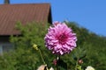 Beautiful pink dalia flower in a park