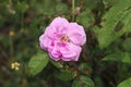 Beautiful pink damask rose flower, flowering, deciduous shrub plant in the garden Royalty Free Stock Photo