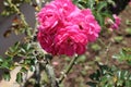 Beautiful pink damask rose flower, flowering, deciduous shrub plant in the garden Royalty Free Stock Photo
