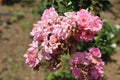 Beautiful pink damask rose flower in the garden Royalty Free Stock Photo