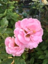 Pink damask rose flower in nature garden Royalty Free Stock Photo