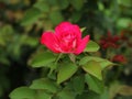 Beautiful Pink Damask rose flower, Love and romance