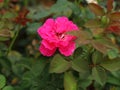 Beautiful Pink Damask rose flower, Pink rose flower