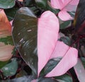 Beautiful pink and dark green half moon leaf of Philodendron Pink Princess Royalty Free Stock Photo